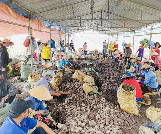 Khoai lang xuất khẩu ở Vĩnh Long còn tồn đọng khá lớn và khó tiêu thụ. Ảnh: TÍN HUY