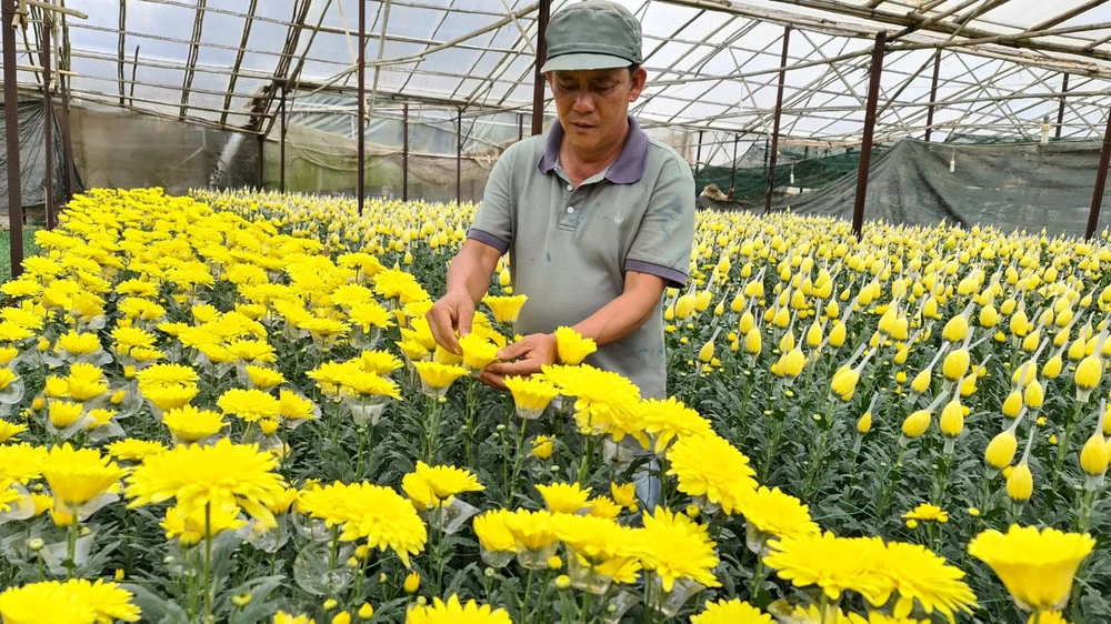 Sở Công thương TPHCM nói gì về đề nghị mở lại chợ hoa Đầm Sen của Lâm Đồng?