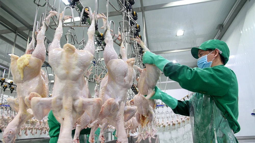 Hiệp hội Chăn nuôi gia cầm Việt Nam kiến nghị cần kích hoạt lò mổ để cứu giá gà đang rơi xuống đáy ở các tỉnh phía nam hiện nay. Ảnh: Thanh Niên 