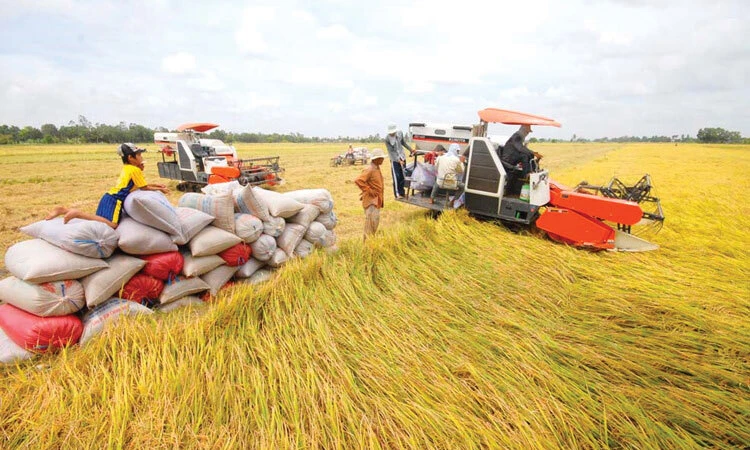 Nhiều các cơ sở sấy và xay xát lúa phải dừng hoạt động do không đáp ứng việc test nhanh Covid-19 khiến hàng triệu tấn lúa của nông dân tồn đọng, giá xuống thấp. Ảnh minh họa: VNE