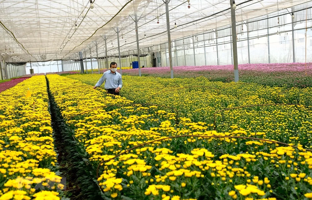 Cả trăm triệu cành hoa của nông dân Lâm Đồng mắc kẹt vì Covid-19