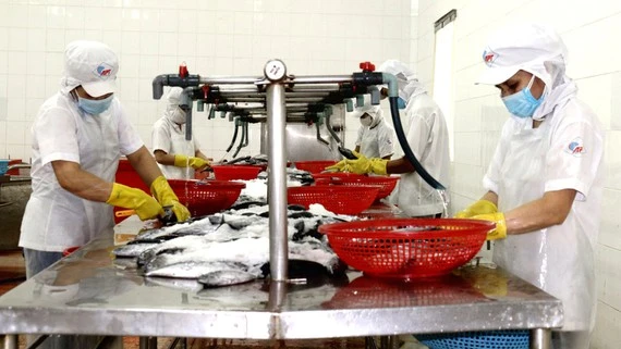 Công nhân Công ty cổ phần Kinh doanh thủy hải sản Sài Gòn tăng ca sản xuất.
