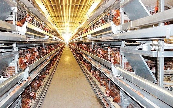 Poultry farming industry of Vietnam has great potential and advantage for export. (Photo: SGGP)