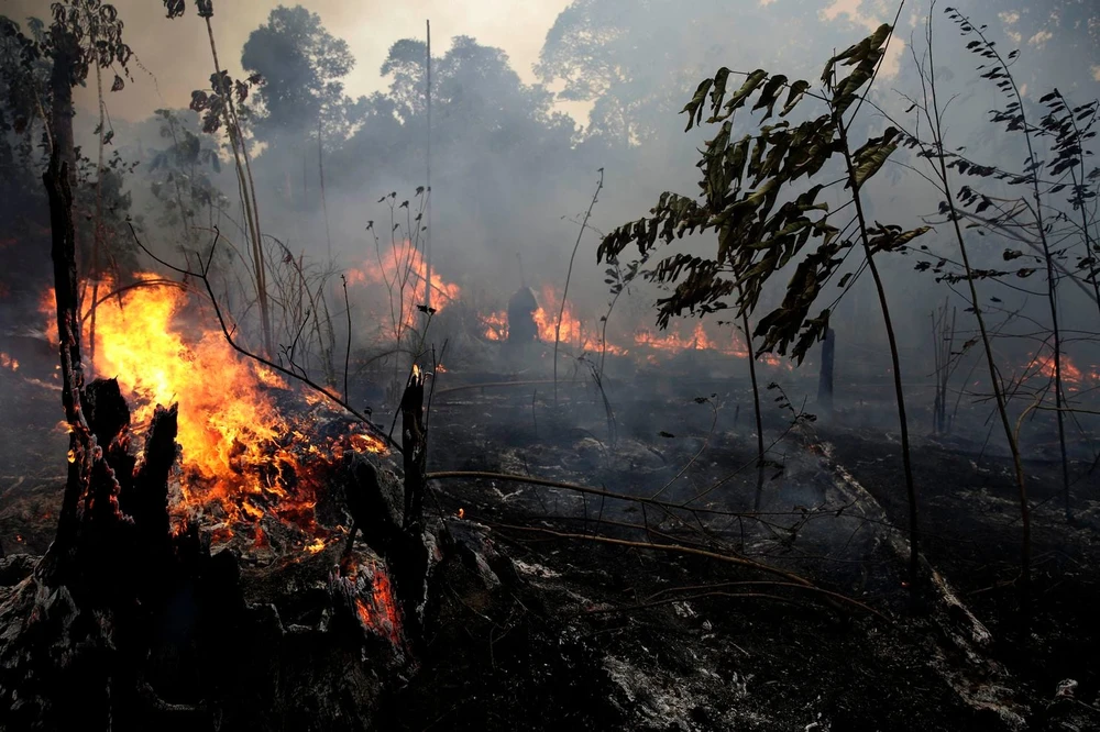 Băng đảng tội phạm đứng sau các vụ cháy rừng Amazon?