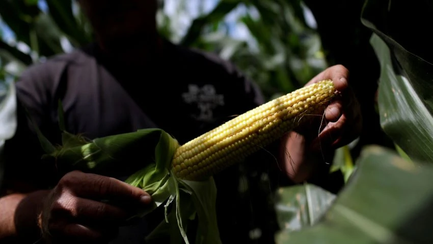 A Bellevue, Iowa farmer poses for a portrait in his corn field. © Reuters