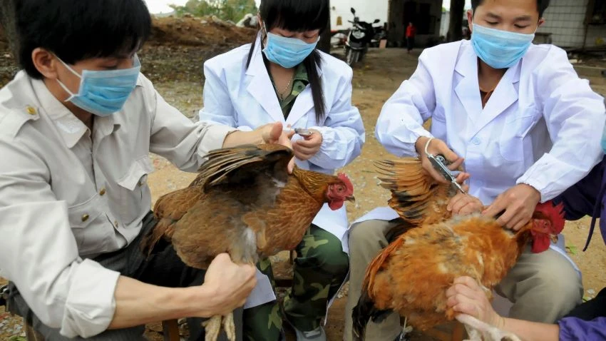 Technical staff inject chickens with the bird flu vaccine in Shangsi, China in April 2013: we must continue to strengthen collaboration between the animal and human health sectors. © Reuters