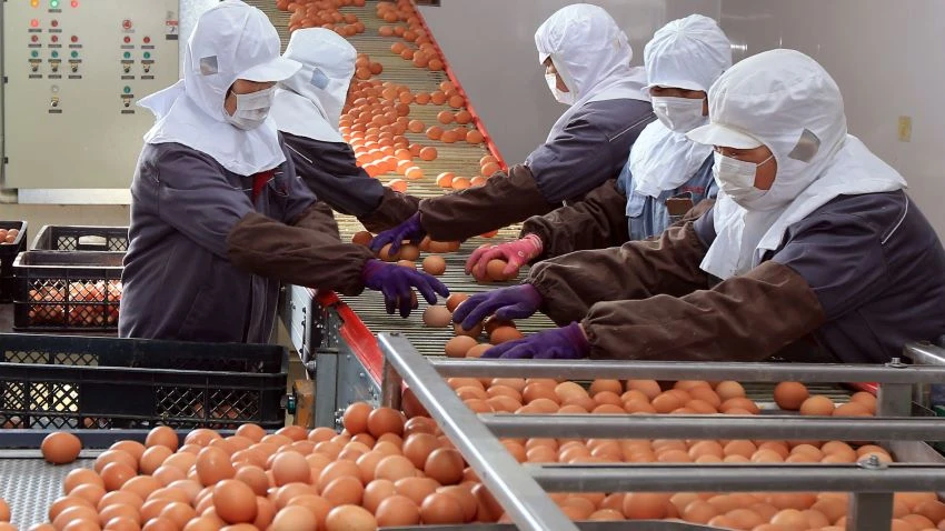 Workers wearing face masks sort and package eggs at a factory in China's Shandong Province on Feb. 18. © Reuters
