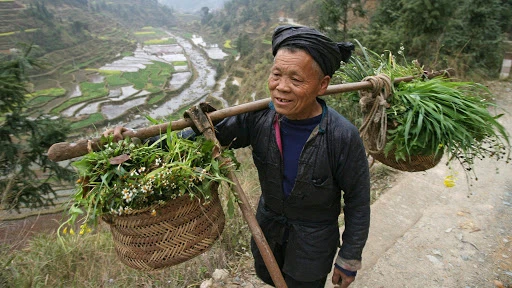  Một nông dân ở tỉnh Quý Châu của Trung Quốc. Ảnh: AFP