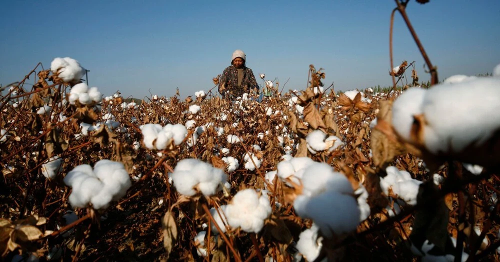 Mỹ: Các tập đoàn may mặc muốn chặn hàng dệt may từ Trung Quốc 