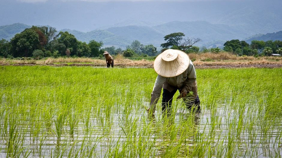 Thái Lan lên kế hoạch 956 triệu USD tăng thu nhập khu vực nông thôn, nông nghiệp