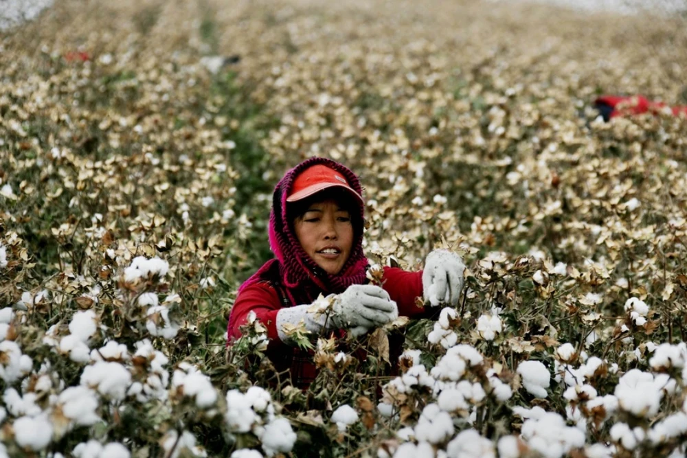 Lệnh cấm của Hoa Kỳ đối với mặt hàng bông Tân Cương của Trung Quốc sẽ mang đến nhiều thiệt hại