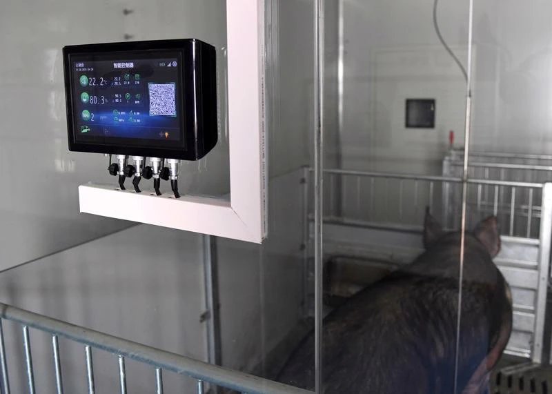 Thiết bị kiểm soát nhiệt độ và độ ẩm tại một trang trại lợn ở Chiết Giang, Trung Quốc - Ảnh: Getty/Bloomberg.