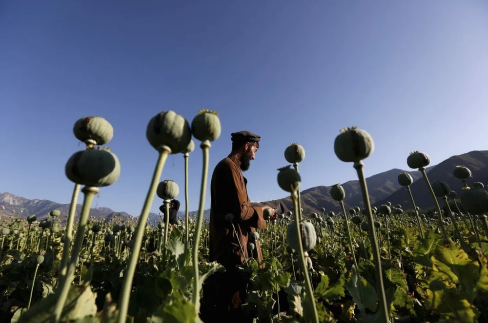  Afghanistan vẫn là nhà cung cấp thuốc phiện bất hợp pháp lớn nhất thế giới. Ảnh: Reuters