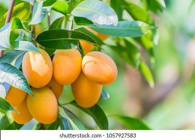 Golden season of Marian mango fruit