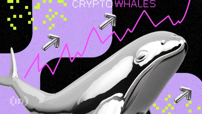Cá voi đang 'gom' 3 đồng coin sau với tiềm năng tăng giá trong tháng 6