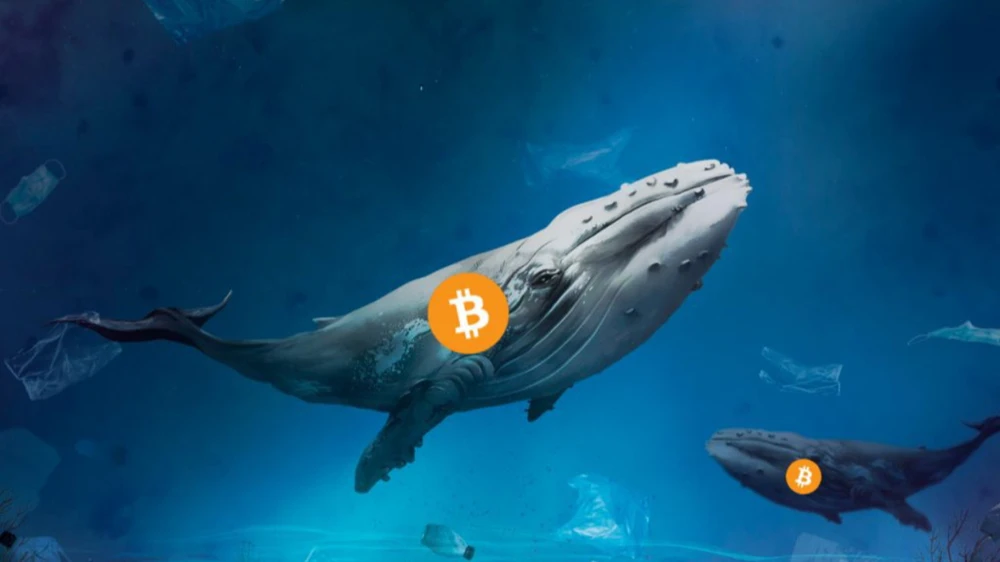 Cá voi cổ đại Bitcoin thức giấc sau 10 năm