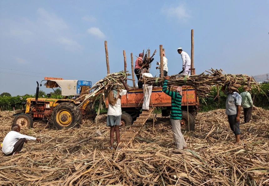 Ấn Độ có thể cấm xuất khẩu đường lần đầu tiên sau 7 năm 