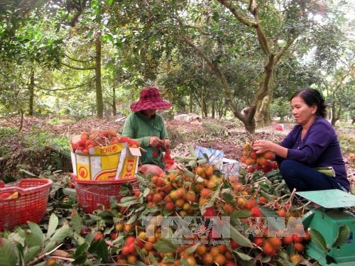 Economic Watch: Vietnamese farmers eye multibillion-dollar Chinese market