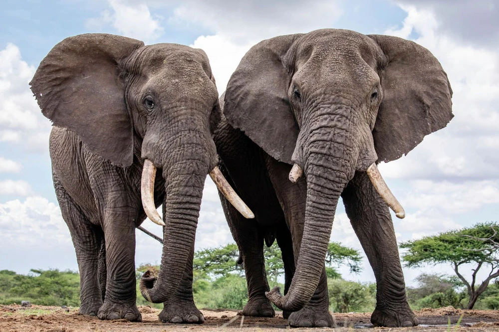 Các nhà khoa học đã sử dụng máy học để phát hiện những con voi châu Phi sử dụng tên ở Công viên Quốc gia Amboseli ở Kenya. (AP)