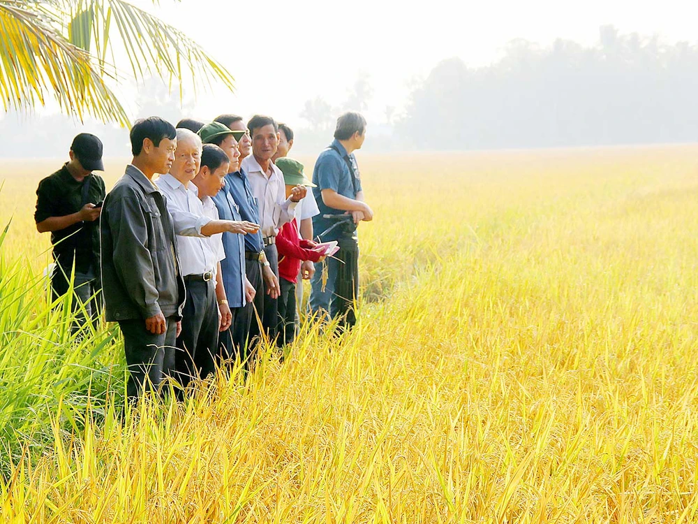 Vùng trồng lúa Jasmine 100 đạt tiêu chuẩn VietGAP tại xã Mỹ Lộc, huyện Tam Bình, tỉnh Vĩnh Long