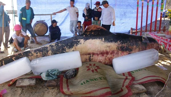 Lễ an táng cá voi nặng 600kg.
