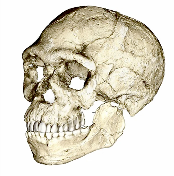 Tìm thấy hóa thạch cổ nhất của người Homo