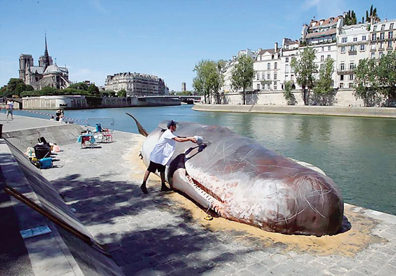 Cá voi trên sông Sein? 