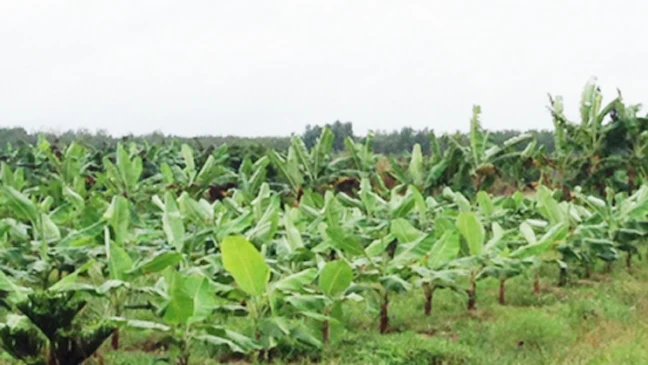 Đồng Nai: Nông dân vẫn tăng diện tích trồng chuối