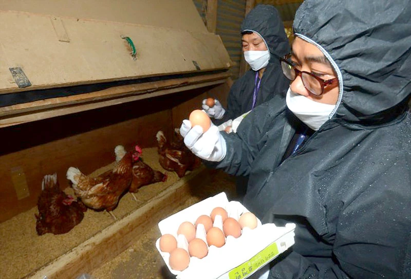 Kiểm tra trứng gà nhiễm fipronil tại một trang trại ở Hàn Quốc