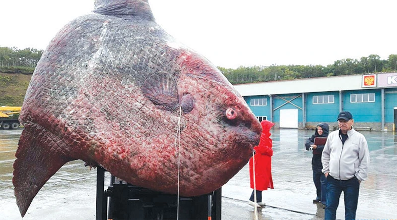 Cá nặng 1,1 tấn
