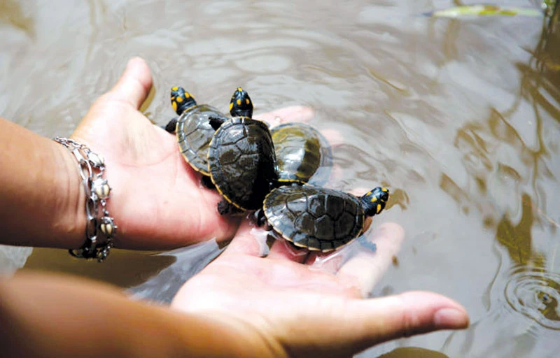 Peru thả 5.000 con rùa được ấp trứng nhân tạo về vùng rừng Amazon 