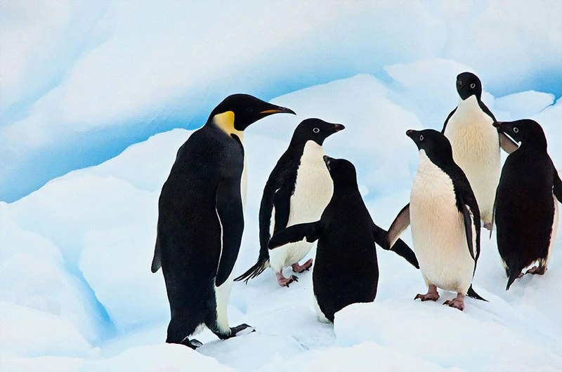 Phát hiện mới về sự tồn tại của chim cánh cụt ở Nam cực