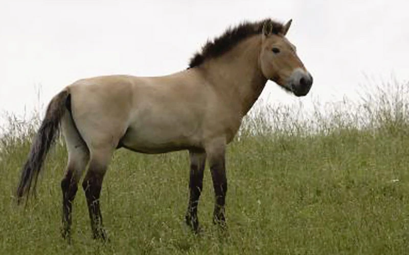 Ngựa hoang Przewalski trên thế giới đã tuyệt chủng
