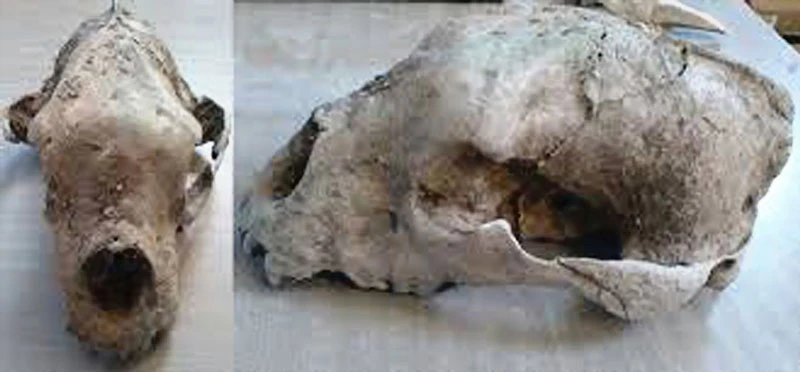 Hóa thạch gấu có niên đại 120.000 năm