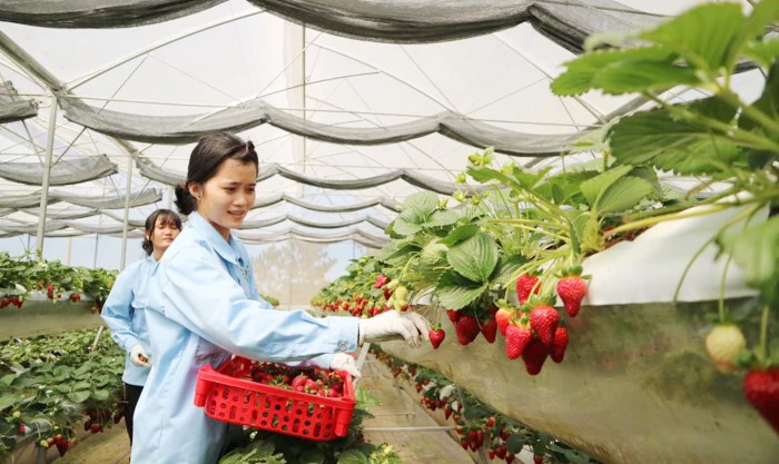  Vườn dâu tây thủy canh trồng theo công nghệ của Israel ở Đà Lạt. Ảnh: ĐOÀN KIÊN
