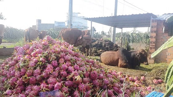 Thanh long đổ thành đống cho bò ăn tại Bình Thuận
