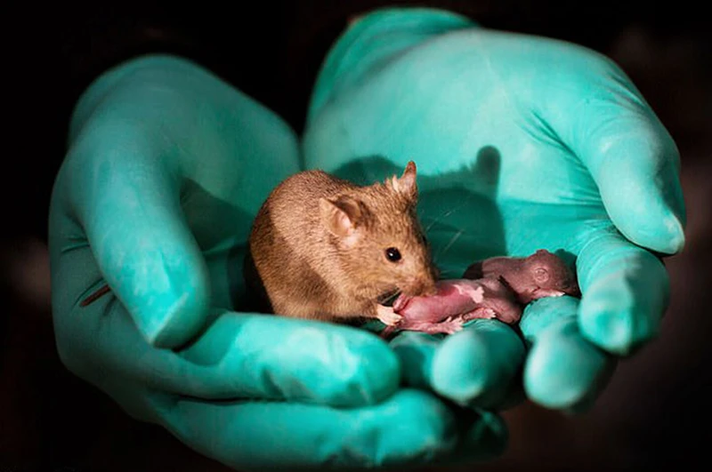 Chuột sinh sản không cần chuột đực