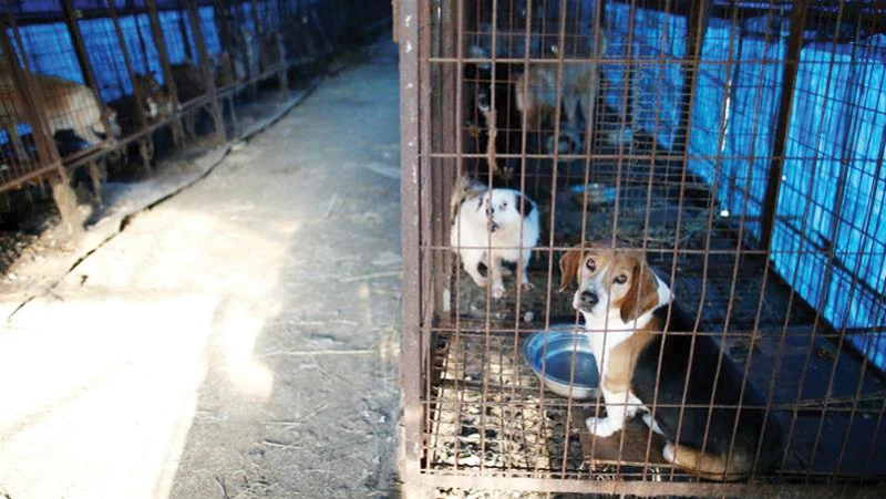 Đóng cửa cơ sở giết mổ chó lớn nhất Hàn Quốc