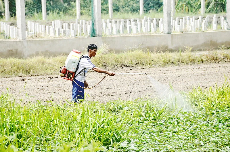 Phun thuốc bảo vệ ruộng rau muống Ảnh: THÀNH TRÍ