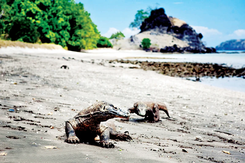 Indonesia muốn tạm đóng cửa đảo Komodo