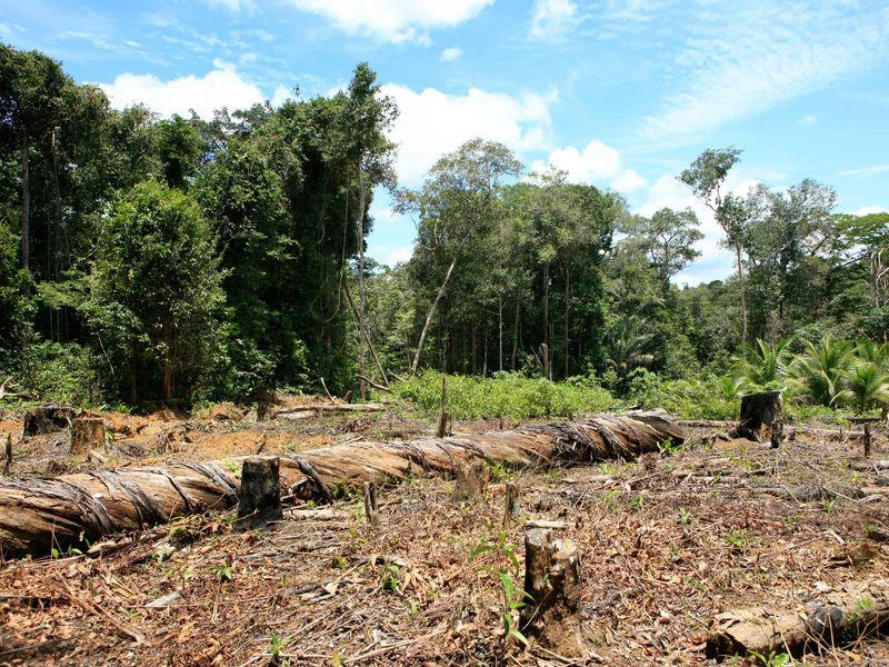 Rừng nhiệt đới trên Trái Đất giảm mạnh
