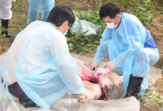 Lấy mấu xét nghiệm heo chết tại xã Phong Sơn, huyện Phong Điền, tỉnh Thừa Thiên - Huế