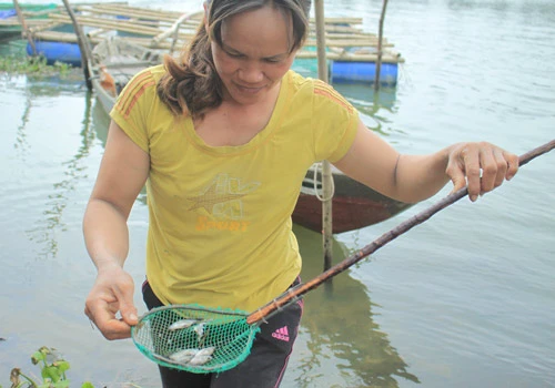 Cá chẽm nuôi lồng bè trên sông Tam Kỳ vẫn tiếp tục chết vào chiều 24-4. Ảnh: Nguyễn Trang 