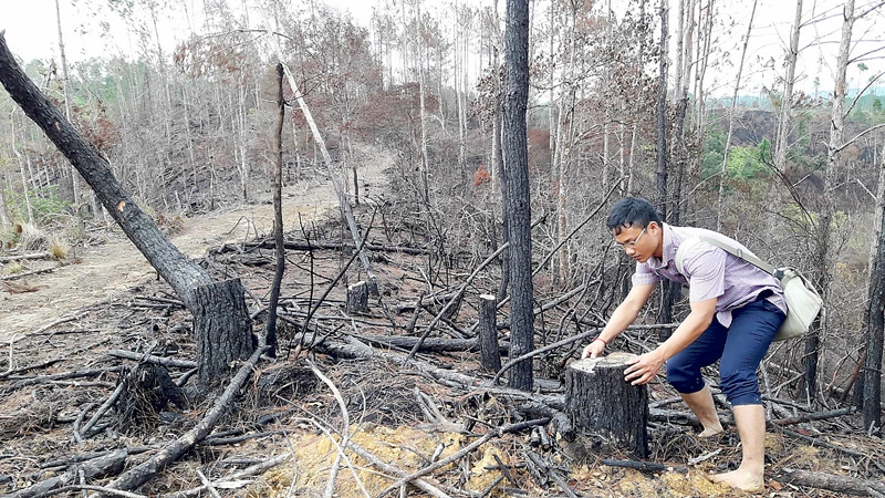Rừng thông ở xã Đắk Long, huyện Kon Plông, tỉnh Kon Tum bị triệt hạ để giao cho doanh nghiệp trồng mắc ca ​