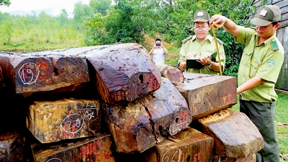 Kiểm lâm phát hiện hàng trăm phách gỗ khai thác trái phép