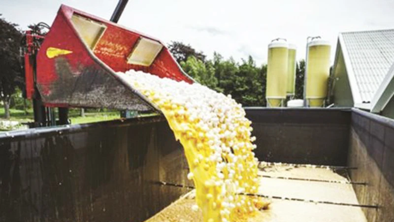 Tiêu hủy trứng gà nhiễm fipronil tại một trang trại ở Hà Lan Ảnh: EPA