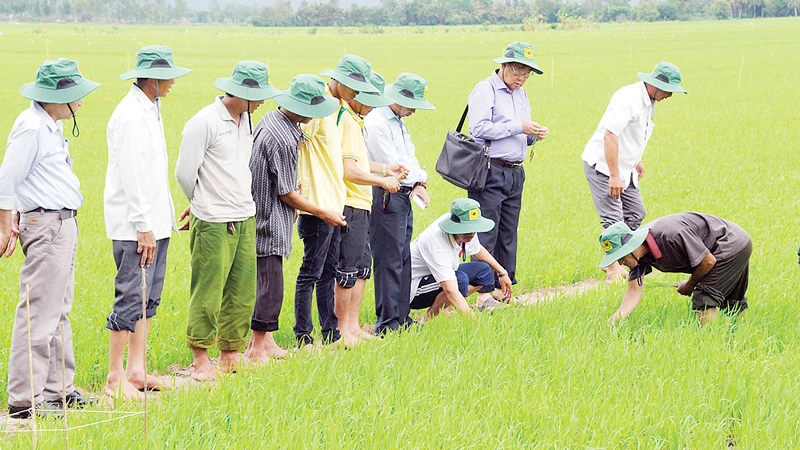 Bình Điền có loại phân mặn phèn dùng bón lót hiện đang sử dụng trong chương trình “Canh tác lúa thông minh ứng phó với biến đổi khí hậu”. Ảnh: PHAN NAM