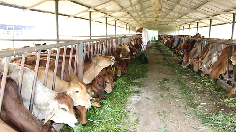 Chăn nuôi bò thịt ở Công ty CP Giống - Thực phẩm sữa trang trại Minh Đăng