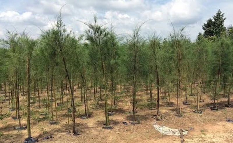 Thừa Thiên - Huế trồng 22.000 cây phi lao bảo vệ bãi biển Thuận An