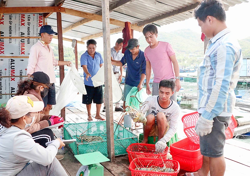 Người dân đảo Bình Ba, xã Cam Bình thu hoạch tôm hùm